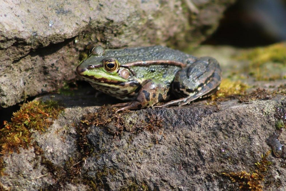 female frog