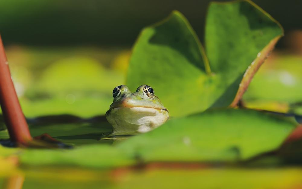 female frog