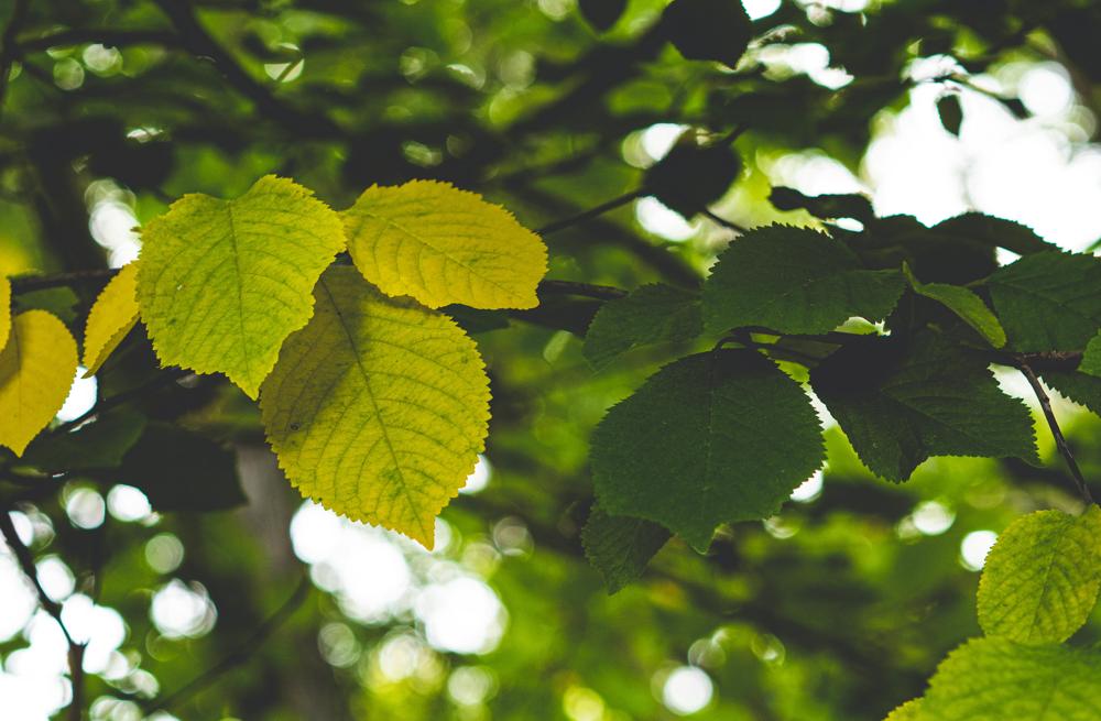 elm tree