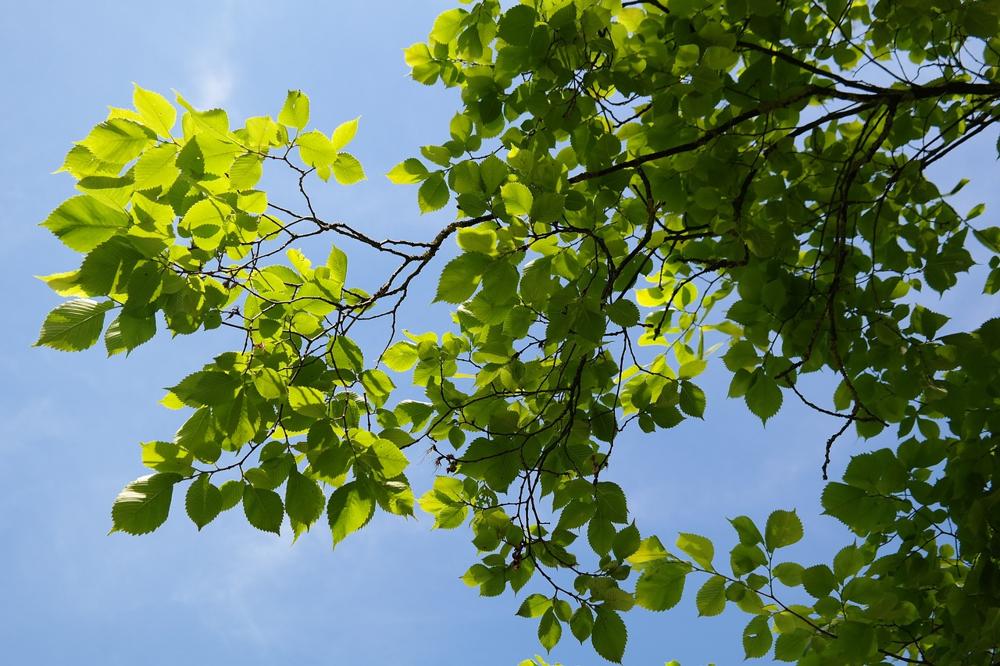 elm tree