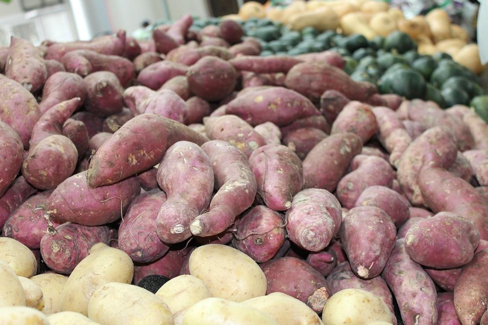 sweet potato garden