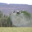 Butelki fungicydów w laboratorium obok mikroskopU i próbek grzybów